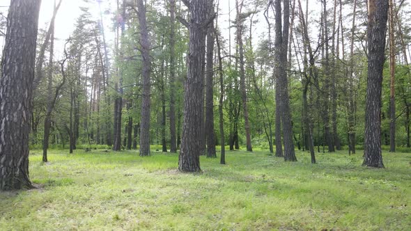 Summer Forest with Pine Trees Slow Motion