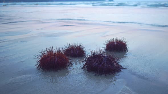 Red Sea Urchins Crawling On Patong Beach. Phuket In Twilight.