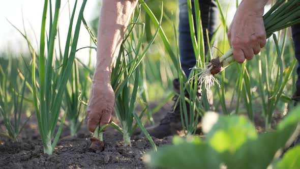 Older Woman Hands Plucking Green Onion Sprouts Out