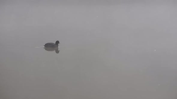 Black bird paddling across a river in SLOW MOTION.