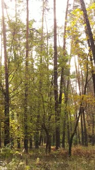 Vertical Video Autumn Forest with Trees By Day Slow Motion