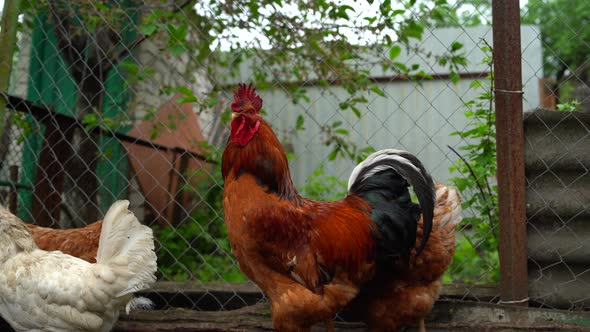 Close Up of Adult Rooster in Paddock