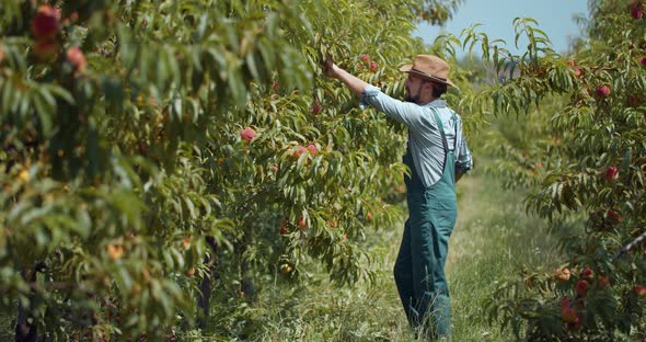 Bearded Gardener Checking Qualcity of Peaches in Garden