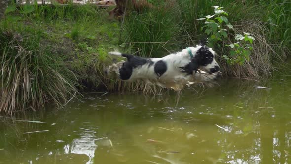 Black and White English Cocker Spaniel Is Jumping Into the Pond with Splashes