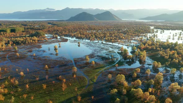 Yellow trees in blue water - swamp surrounding Lake Skadar in Montenegro, in autumn. Aerial view.