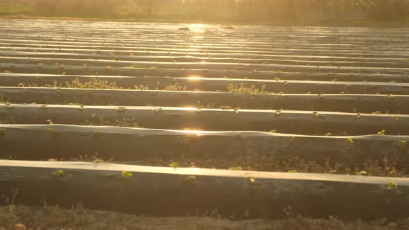 Young Strawberry Bushes on Boundless Local Orchard Field