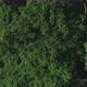 Flying Over Forest 3 - VideoHive Item for Sale