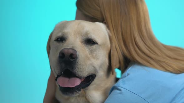 Young Female Hugging Labrador Looking at Camera, Pet Love, Animal Care, Closeup