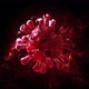 Destruction Of The  Coronavirus - VideoHive Item for Sale