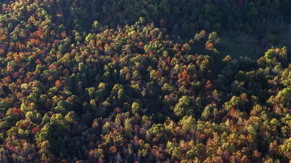 Aerial of Colorful Fall Autumn Forest