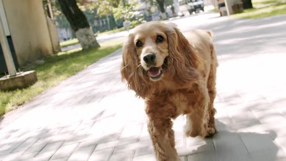 The Dog is Playing and Running Outside