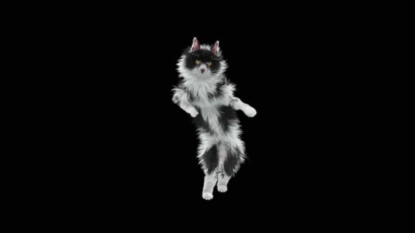 Cat Dancing HD