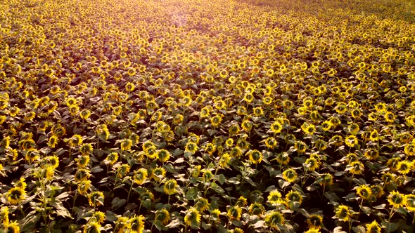 Aerial Drone View Flight Over Ver Field with Ripe Sunflower Heads