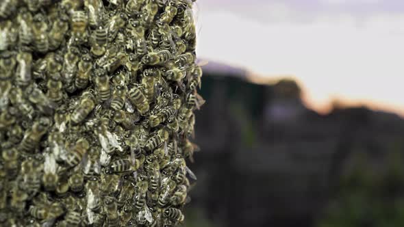 A huge swarm of bees on the hive. Bees make honey. Beekeeping, farm of organic products.