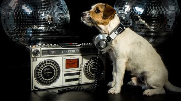 dog disco puppy animal pet funny music doggy hifi stereo ghettoblaster