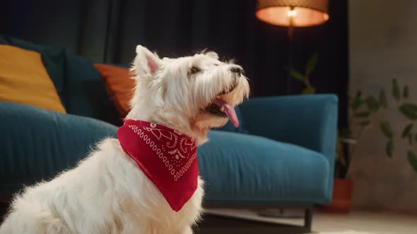 Beautiful Dog Wearing Red Scarf Closeup West Highland White Terrier Portrait