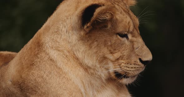 Lion Cub Looking Away In Safari Park