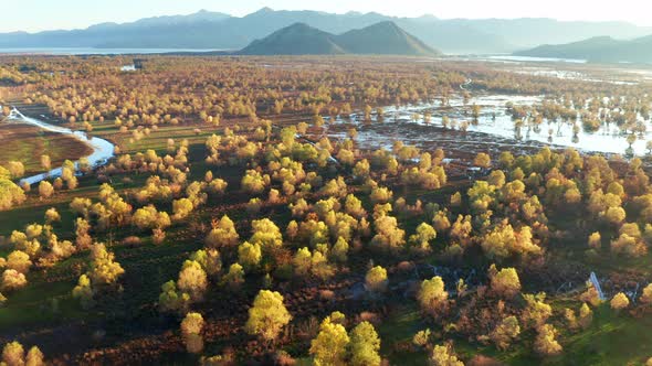 Yellow and green trees on a flooded field in autumn. Swamp and floodplain by Lake Skadar, Montenegro