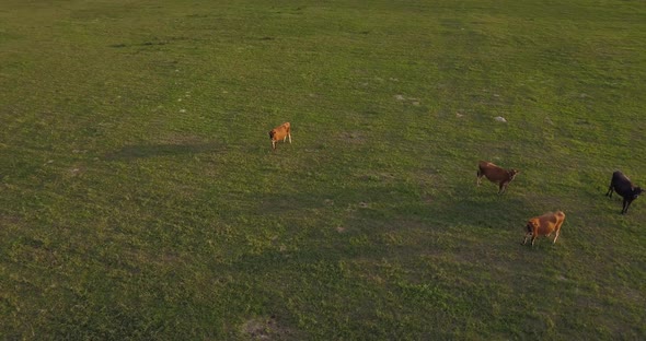 A few dairy cows grazing green grass together at sunset