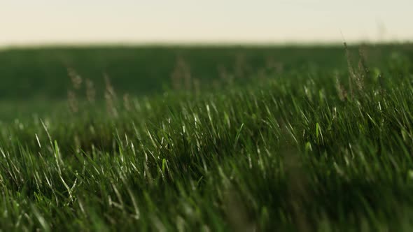 Green Fresh Grass As a Nice Background