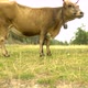 A Happy Cow Eats Grass In The Mountains 4K - VideoHive Item for Sale