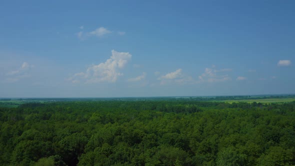 Aerial View Tree Tops Forests