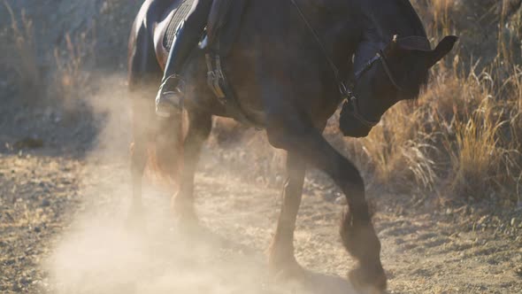 Brown Horse Beating Hoof in Slow Motion with Dust Rising in Sunlight