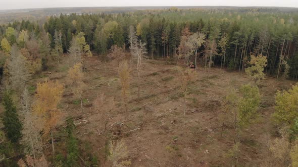 Felling Trees in the Coniferous Forest