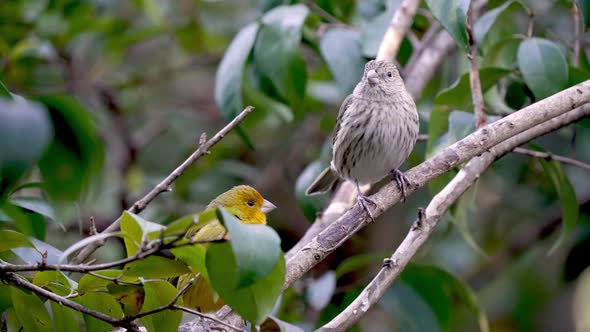 Two Small Saffron Finches Perched on a Branch in a Forest