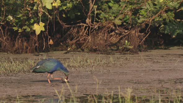 Goa, India. Grey-headed Swamphen Birds In Morning Looking For Food In Swamp, Pond. Porphyrio