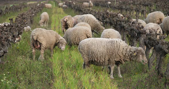 Domestic sheeps ( merinos d Arles), grazing in the vineyards, Occitanie, France