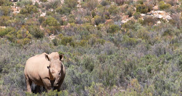 Rhinoceros standing on a grassland 4k
