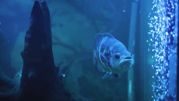 Fancy Tropical Fish In A Backlit Aquarium (3)