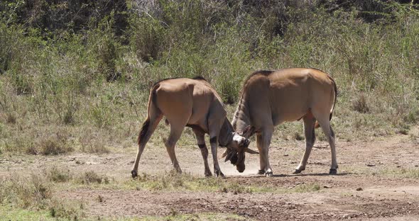 Cape Eland, taurotragus oryx, Males Fighting, Nairobi Park in Kenya, Masai Mara Park in Kenya