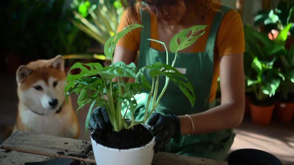 Beautiful Woman Gardener Takes Care of Green Plant at Home During Pandemic Spbd