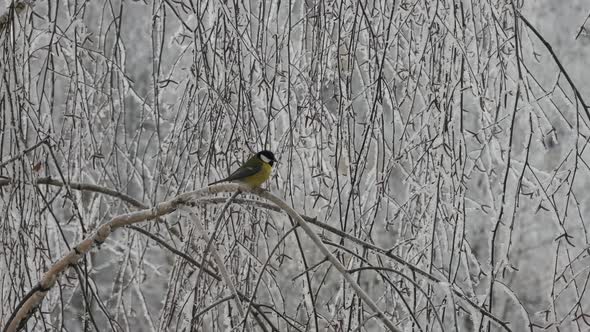 Siskin With A Titmouse And A Sparrow.