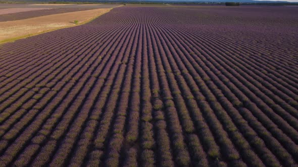 Lavender field in Valensole aerial view, agriculture cultivation in Provence, France