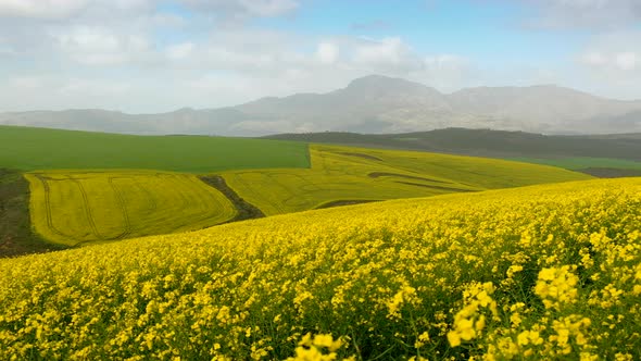 Panning shot of beautiful countryside with striking yellow canola fields