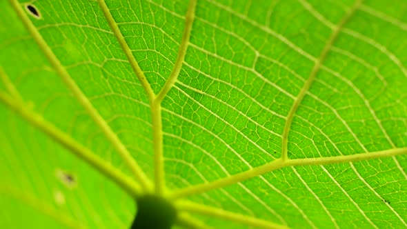 Green Leaf In Nature