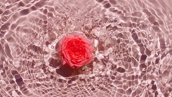 Slow Motion of Falling Rose on Water Surface and Diverging Circles of Water on Pink Background