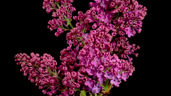 Beautiful Time Lapse of Opening Violet Flower of Lilac on a Black Background