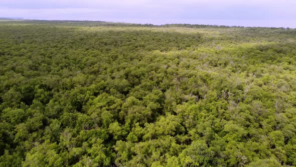 Aerial look down green mangrove forest