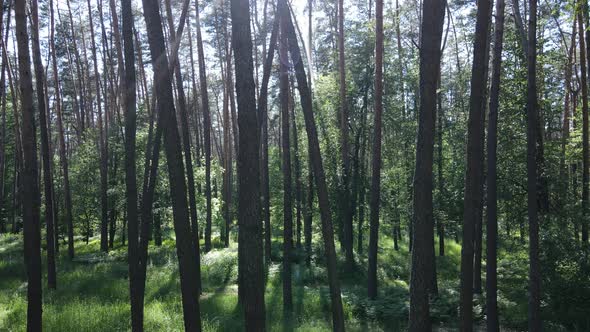 Beautiful Green Forest on a Summer Day Slow Motion