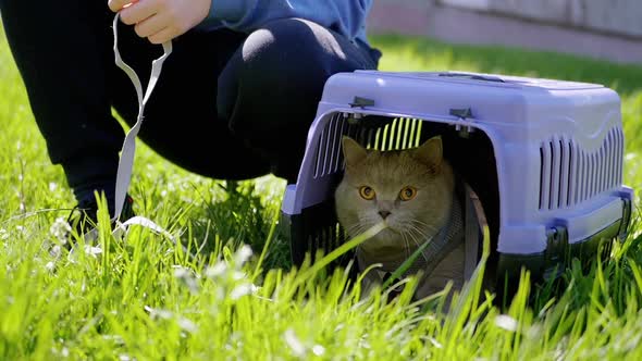 Child Walking a Gray British Cat on a Leash in Carrier Outdoors in Green Grass