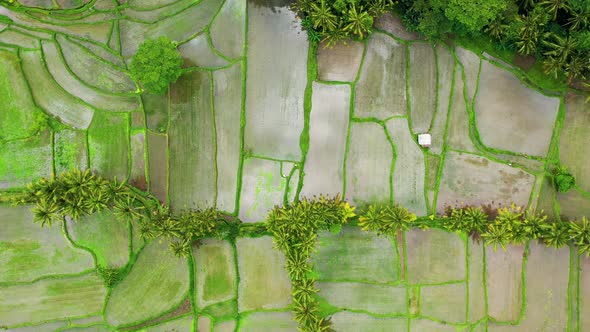 Aerial view of rice terraces. Landscape with drone. Agricultural landscape from the air.