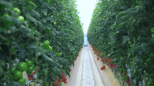 Red and Green Tomatoes Growing in Hothouse