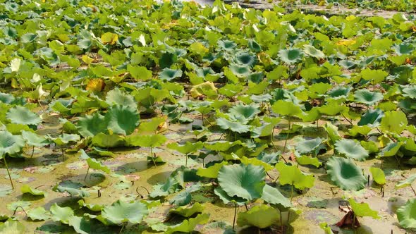 Gumi City Goa Eup Moon Seong Ri Deulseong Ecological Park Moon Seongji Lotus Leaf