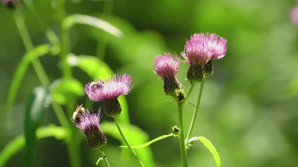 Flowers and bees