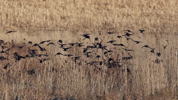 Blackbirds continuously moving through field in flock through the grass