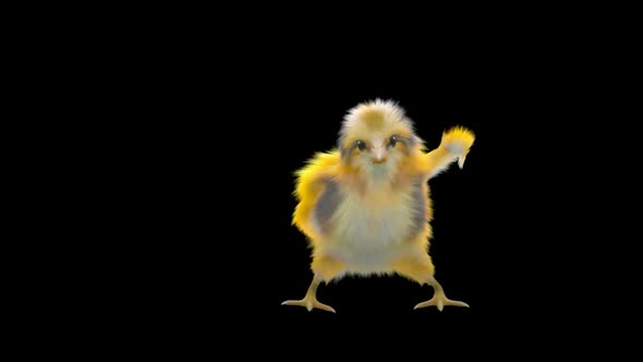 28 Baby Chicks Dancing HD